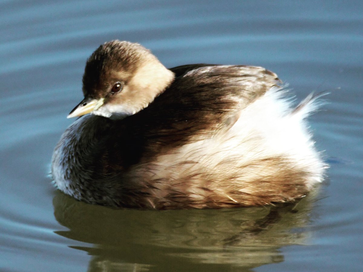 canmuixons's tweet photo. El cabusset (Tachybaptus ruficollis) és un petit ocell aquàtic molt graciós que es submergeix repetidament sota l’aigua. 
A l’hivern la gola, que generalment és rogenca, ara és blanca, i els altres colors s’esvaeixen. #ocellscatalunya #cabusset #fotografiaocells https://t.co/3Yqn1a1ECR
