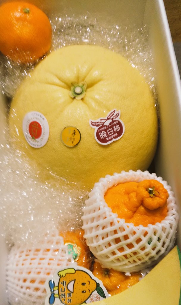 dirae01's tweet image. 世界一大きい柑橘類と言われる晩白柚を買いました。ミカンや不知火と比べて本当に大きい😆 以前、醤油をかけて食べる🍴というレシピを漫画で見て（家政婦さん、里シリーズ）興味を持ちました。