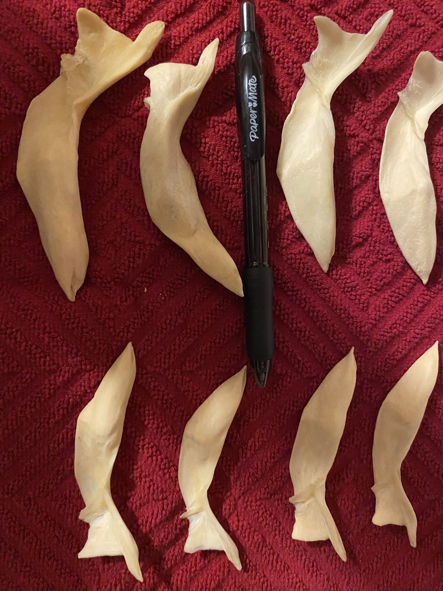 TamiDFR's tweet image. Anyone know what these are??