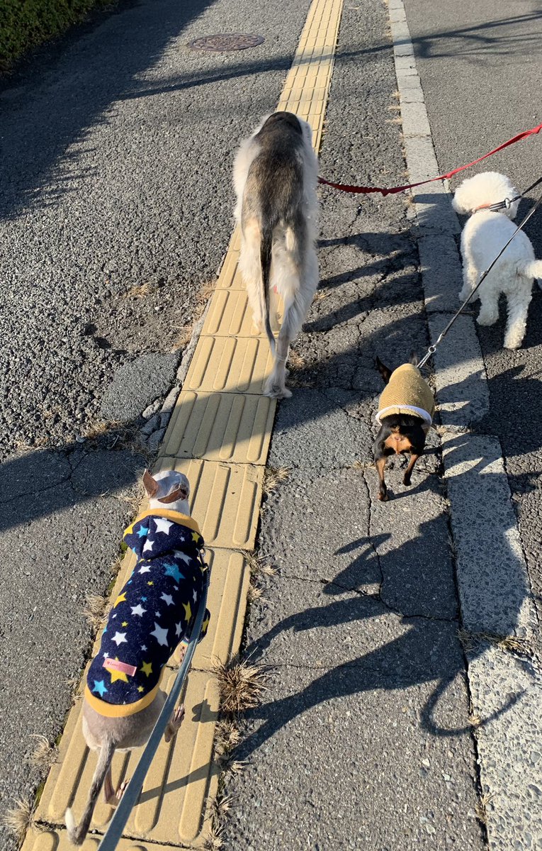 lovelystyledog's tweet photo. 昨日のお散歩🐾
日中は暖かくなったけど
9時半頃は寒〜っ
ジュリアの吐く息が白いよ
ランチにステーキのあすか🍴
ツリー🌲があったけど
昼間なので綺麗で無い😂
#犬のいる幸せ #犬好きさんと繋がりたい  #ミニピン #イタグレ #サルーキ #トイプー #ステーキのあすか https://t.co/w3qCuktyFz