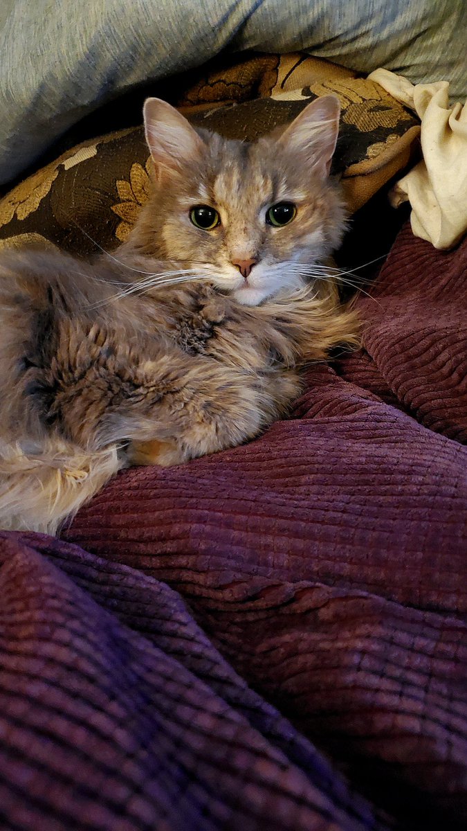 MissPuskar's tweet photo. Sasha. 
#CatsOnTwitter #cats #diva #superfluff #AdoptDontShop #caturday https://t.co/SWVWfaRn2K