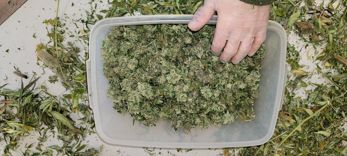 VermontForest's tweet photo. These buds were cured and trimmed in preparation of a hot soak in Avocado Oil.  This oil will allow for increased bio-availabiliy of the #cannabinoids.

These were grown by Bordertown Farm. 

They don't have a Twitter account.   

They have a farm. https://t.co/IKafN1zY4B