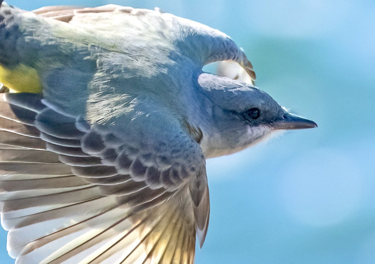 The Cassin’s Kingbird flies past in pursuit of a small insect