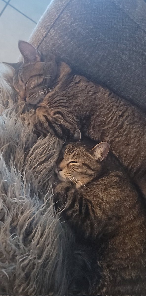 merenmerenmeren's tweet photo. @mmoriqomm 1 cat or 2 cats?💕 https://t.co/G3Eca7xUKL