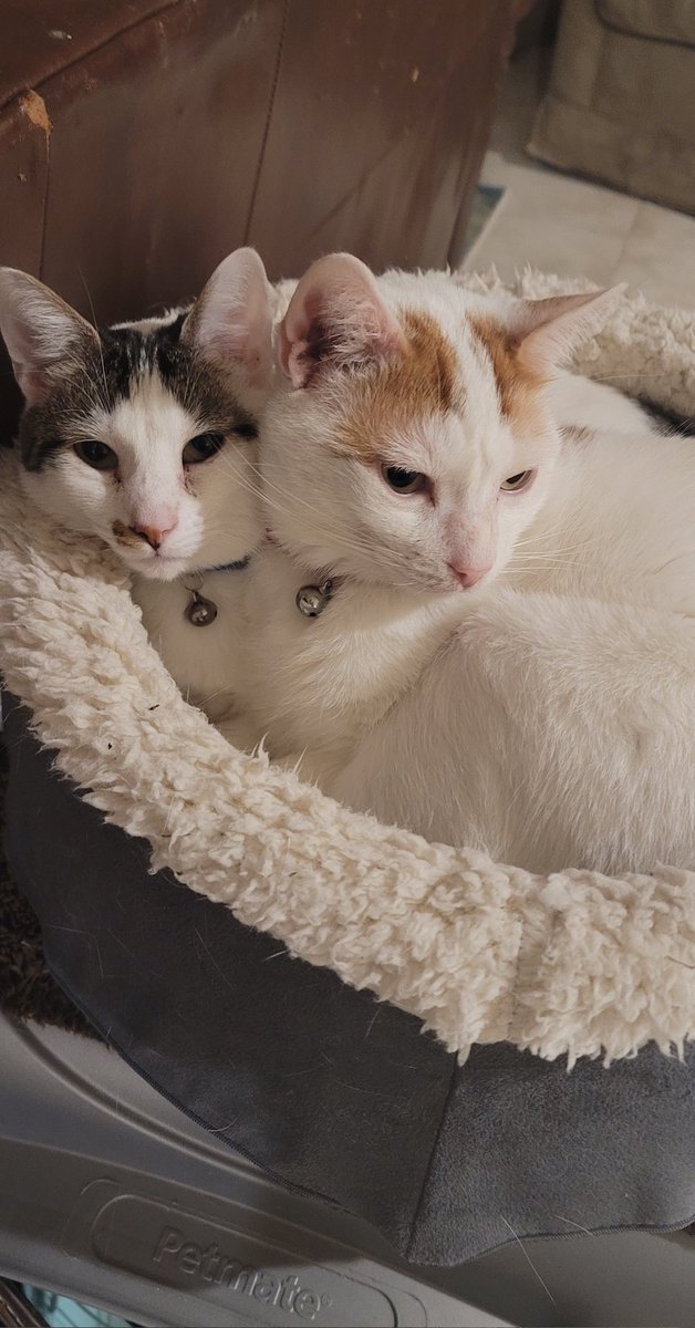 merenmerenmeren's tweet photo. @mmoriqomm 1 cat or 2 cats?💕 https://t.co/G3Eca7xUKL