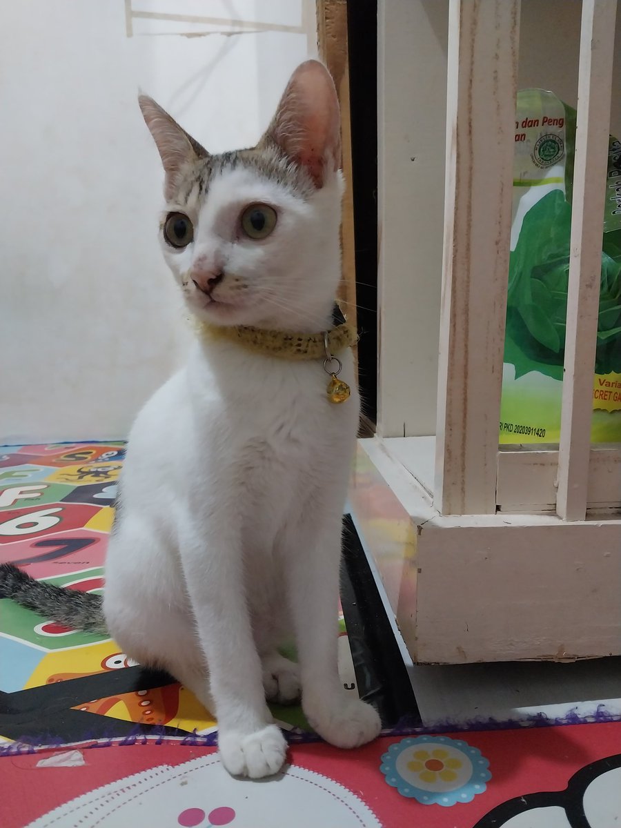 noodlecheeseeee's tweet photo. @kochengfs Kucingku🥰 https://t.co/nRXu1RwHmN