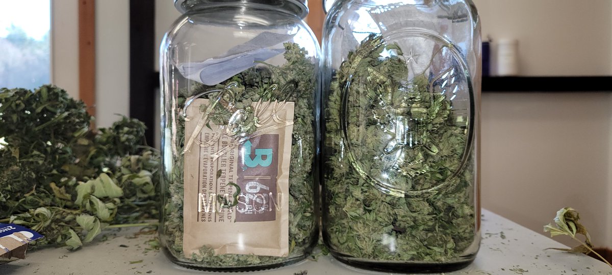 VermontForest's tweet photo. Trimmed buds are stored in well sealed glass jars.  

This is 4.8 pounds.

The brown insert is a Terpene Shield.  

#Terpenes are volatile.

Terpenes are precious. 

Maintaining terpene viability is a requirement. https://t.co/cE7izX3HVk