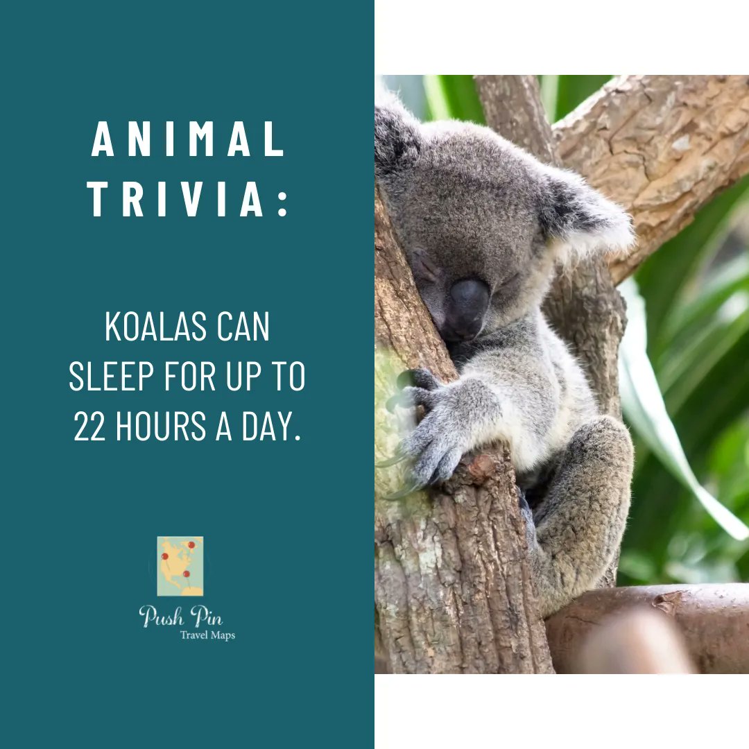 PushPinMaps's tweet photo. These are some serious napping skills! 

#trivia #travelfacts #traveltrivia #pushpintravelmap #themoreyouknow #travelfact #learnsomethingnew #koalas #koalafacts https://t.co/4GXnZDRR86