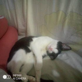 apoyocanino's tweet photo. Ustedes me ven así muy cómoda, hermosa, acostadita de lado, pero en realidad estoy en una casa donde me tratan super lindo pero lamentablemente no pueden tenerme, me rescataron en #Caracas en La Paz, bajo la lluvia
Me ayudan a que me adopten?
Prometo amor infinito
04141746084 https://t.co/oCAXWBAOo0