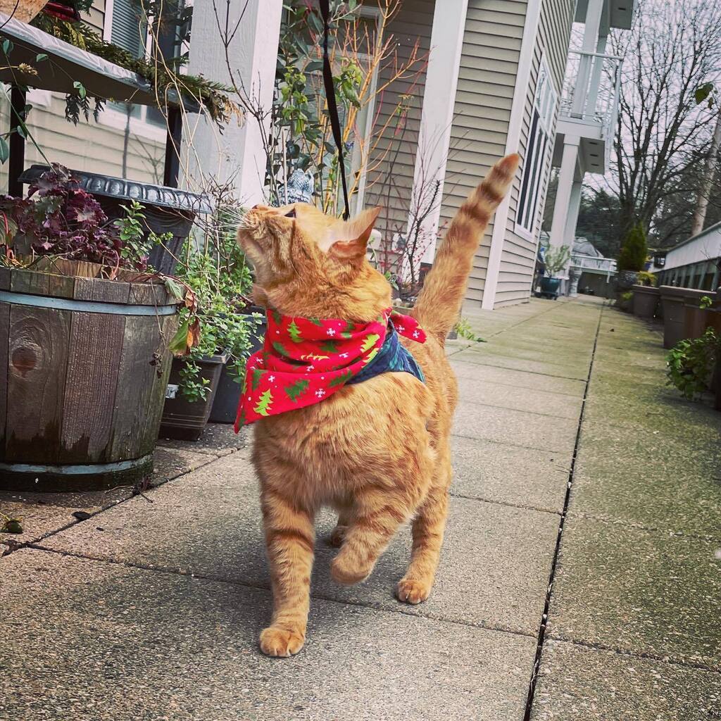 MrTikiGolden's tweet photo. Cold weather never stopped me from a walk. #happycaturday https://t.co/DNXylha8wj https://t.co/vTQwMC0i9I