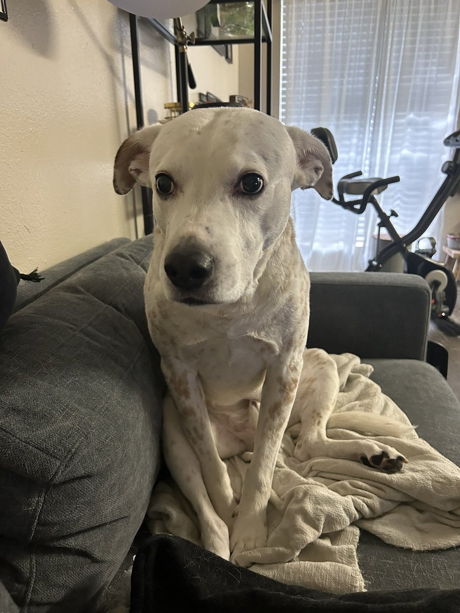 Sitting here explaining to my 8-and-a-half-year-old large dog why he’s not allowed to die in the wake of Noodle’s passing. 

The dog, not caring or understanding:
