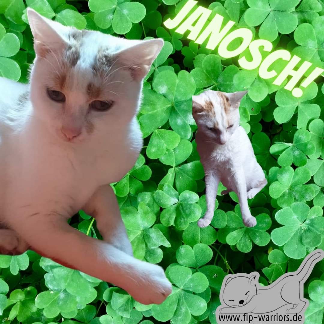 FipWarriors's tweet photo. Adminfail - nix Wartezeit. Oh wie schön ist Survivor sein! Du hast es geschafft! 84 Tage Behandlung, 84 Wartezeit! Badummmtassssss! #Janosch ist ab heute ein Survivooooooor!
#fipwarriors #fightfip #fcov #fip #fipcats https://t.co/JKa7JJM16i