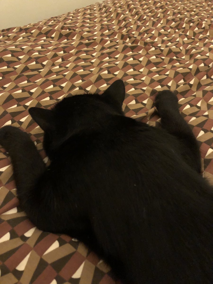 MarcelProusty's tweet image. Com voici, Marcel velours ♥️ et Prousty fluffy 🤍 z’étions plouto zolimen mazesstueu non ? Basile, l’aime pas prendir la pose, ma cé nourmal, cé oune pantèr 🐈‍⬛. Bonne soirée zamis du twi-twi 🤩😉