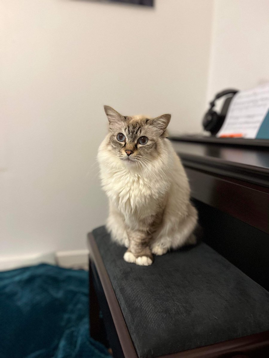 MarcelProusty's tweet image. Com voici, Marcel velours ♥️ et Prousty fluffy 🤍 z’étions plouto zolimen mazesstueu non ? Basile, l’aime pas prendir la pose, ma cé nourmal, cé oune pantèr 🐈‍⬛. Bonne soirée zamis du twi-twi 🤩😉