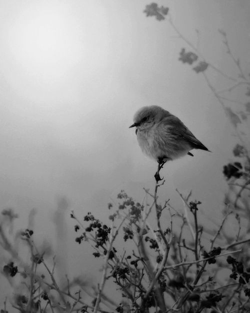 literlandweb1's tweet photo. "El agua se aprende por la sed.
La Tierra, por los océanos atravesados.
El éxtasis por la agonía.
La paz la cuentan las batallas.
El amor, por el hueco de la memoria.
Los pájaros, por la nieve".
Emily Dickinson https://t.co/FvLKhIrI48