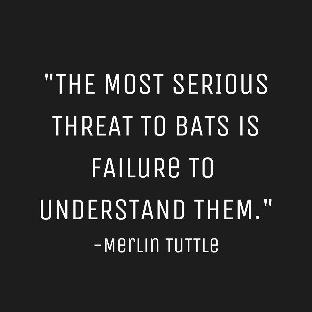 thebatbnb's tweet photo. Quote from @MerlinsBats https://t.co/Zk5L3us1lk