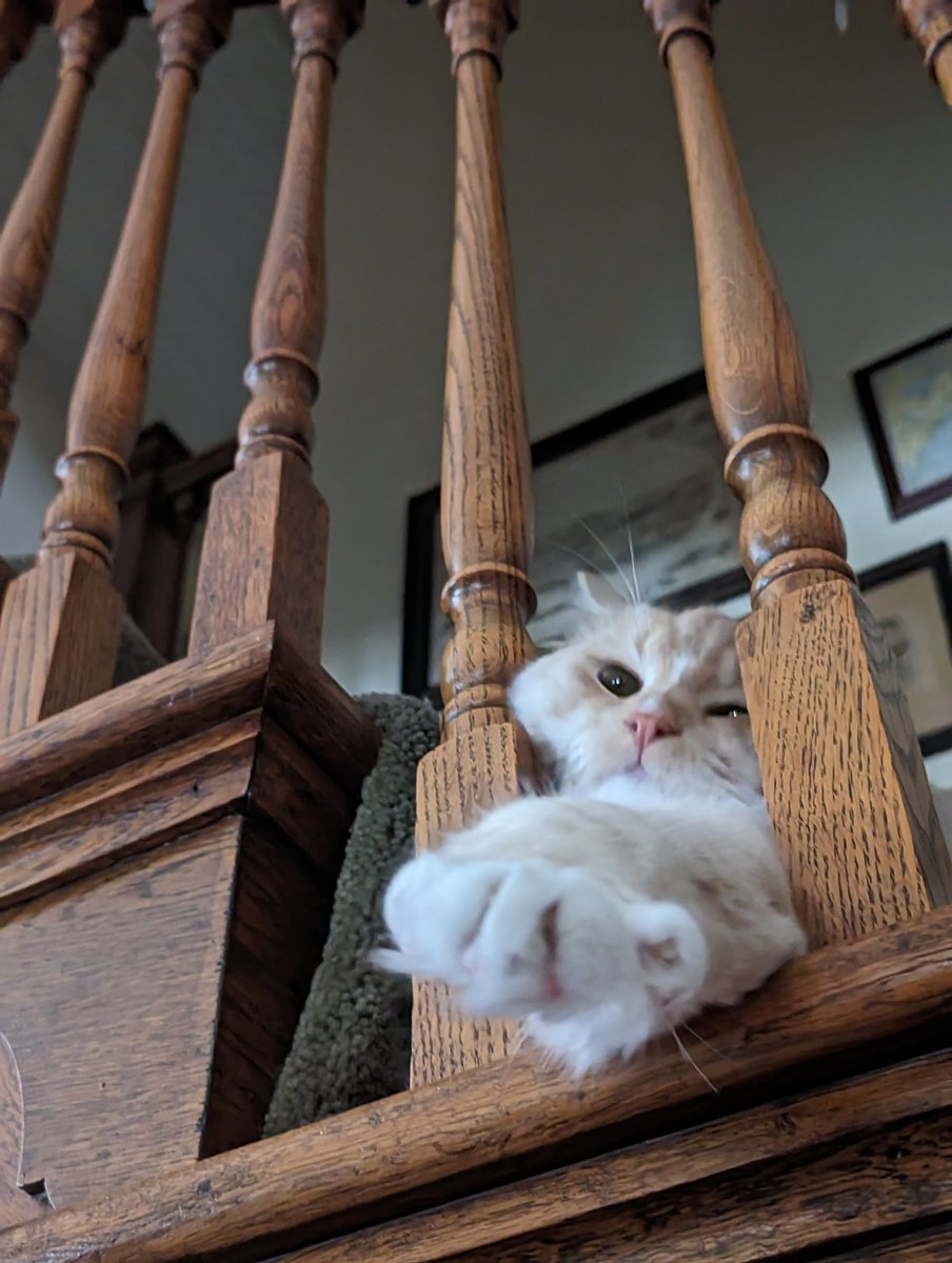 Sandi_Peaches's tweet photo. Me: sitting on the couch

My cat: https://t.co/Kvtac4MA2M