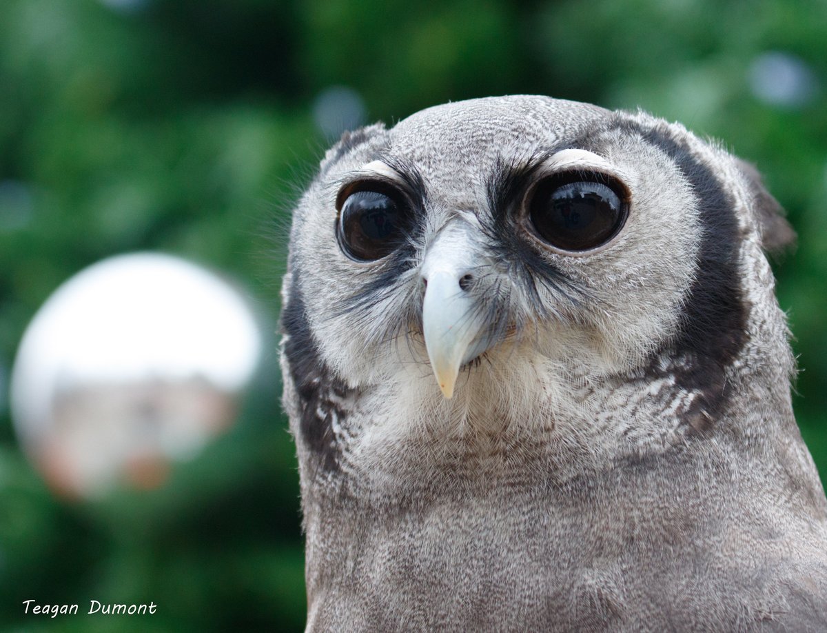 Cincinnati Zoo on Twitter "Ori weighs in around 3 1/2 pounds! Verreaux’s eagle owl, also known