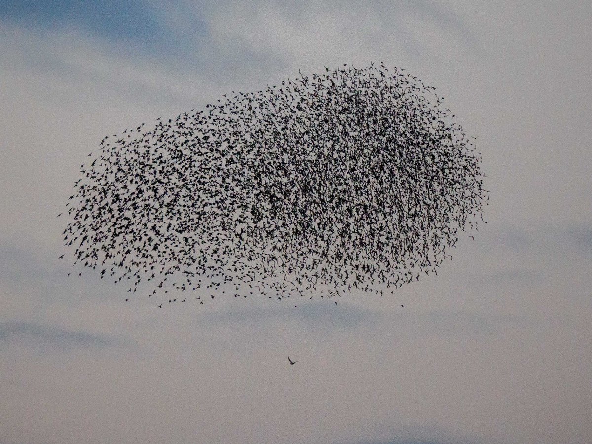Two nights ago - starling murmuration seen from North side <a href="/RSPBMinsmere/">RSPB Minsmere 🌍</a>