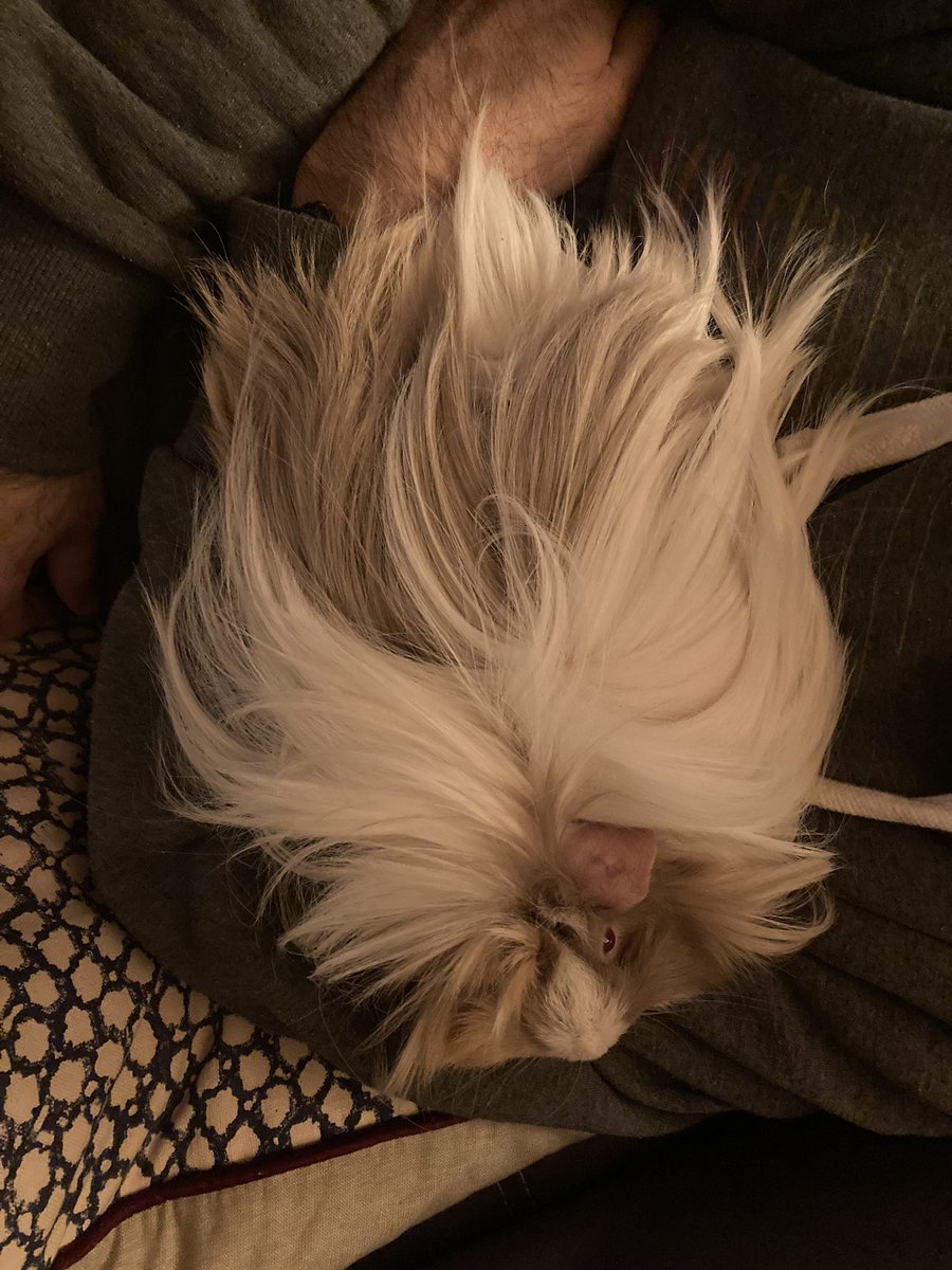 badgerbumble's tweet photo. Schubert is hoping the vet also prescribes #unlimtedsnac but I think itโs unlikely ๐ค #megafloof #floofnado #scuhbert https://t.co/4glpcsqtTj
