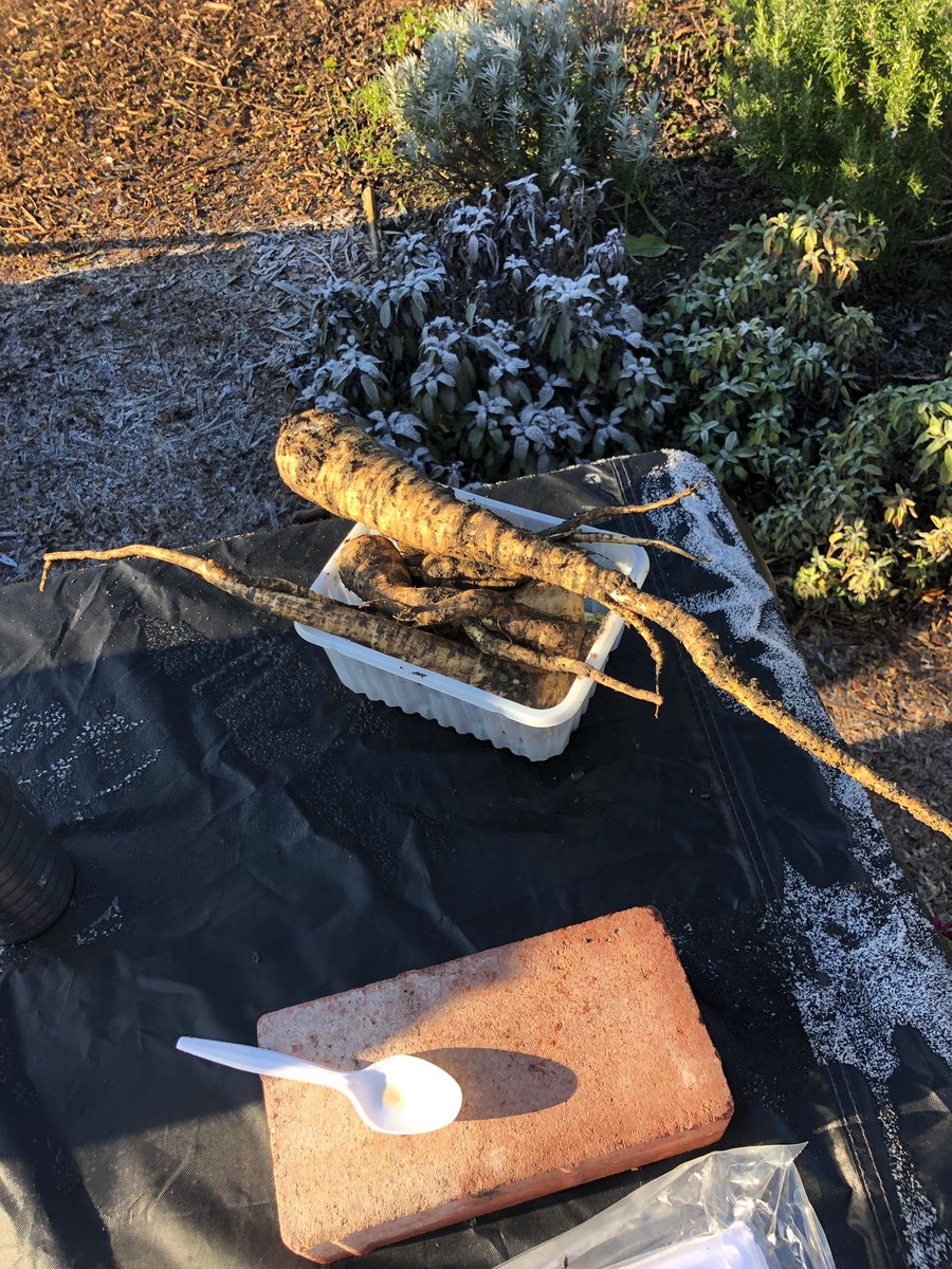 LynniHum's tweet photo. @hugorifkind I see your sourdough and I raise you a few parsnips https://t.co/oEkfOVkiW0