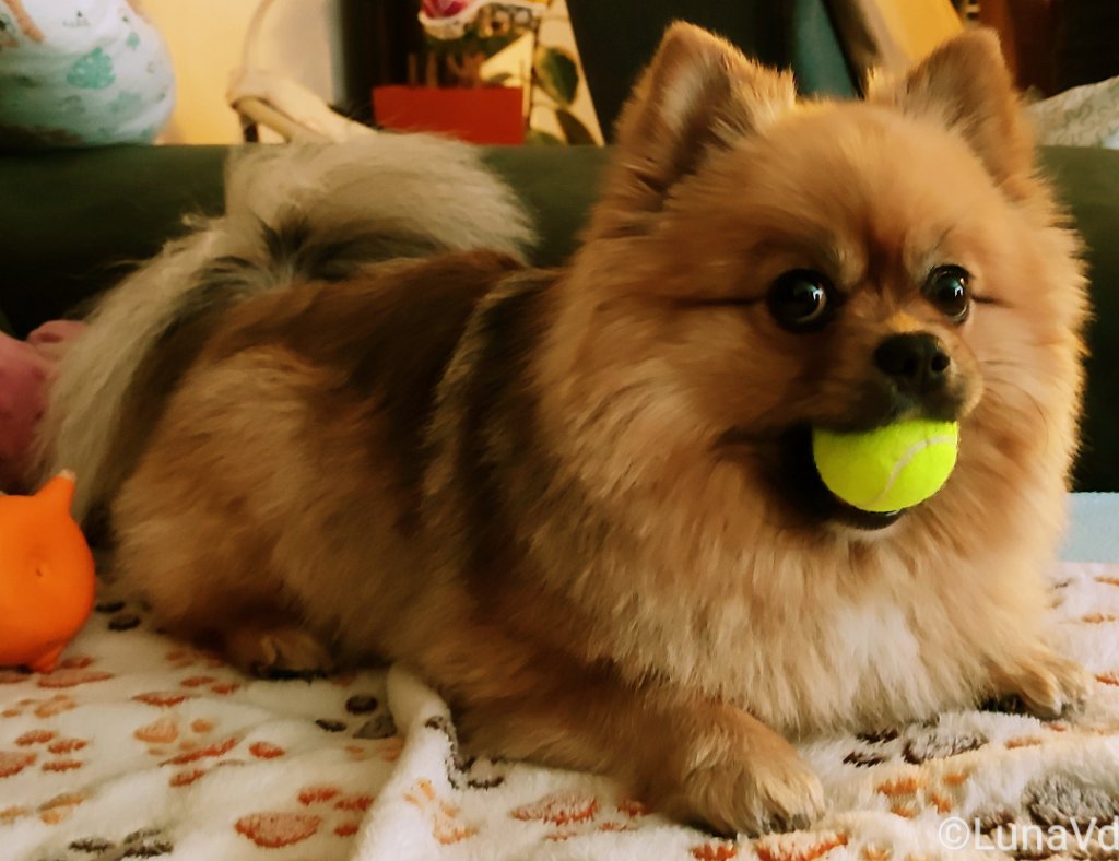 Das ist MEIN "Zuhauseball", den gebe ich nicht her.

pets.contact

#DogsOfTwitter
#TwitterRudel
#MastodonRudel
#FediRudel
#DogsOfMastodon
#FediDogs
#FediAnimals
#Pomeranian
#Zwergspitz
#dog
#flausch