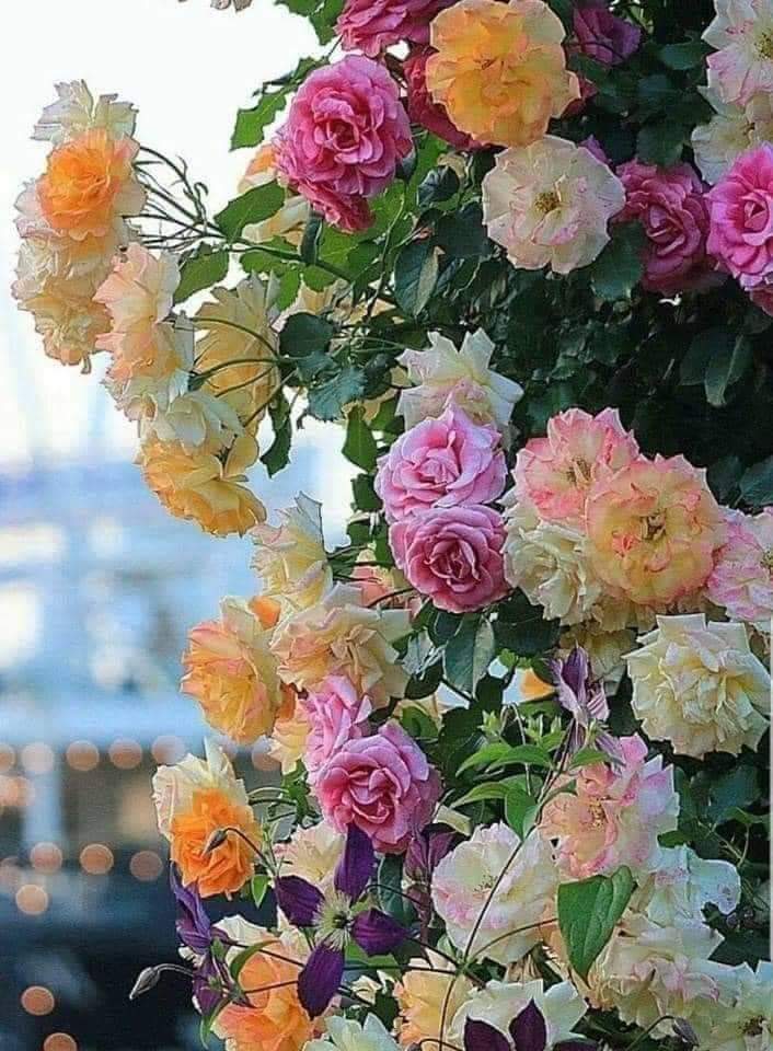 عودتك لغرفتك بعد يوم طويل،
مّمارسة طقوس الدخول لعالمك الخاص ولعُزلة ليلك،
شيء مُريح بيشفيك حتى مجيئ الصباح 🖤

سُبحان مَن جعل الليل لباسًا والنهار معاشًا