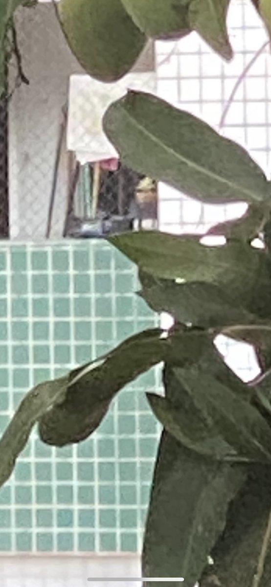 Caralho eu olho pra janela e vejo essa porra me observando, susto da porra sei nem oq porra é essa