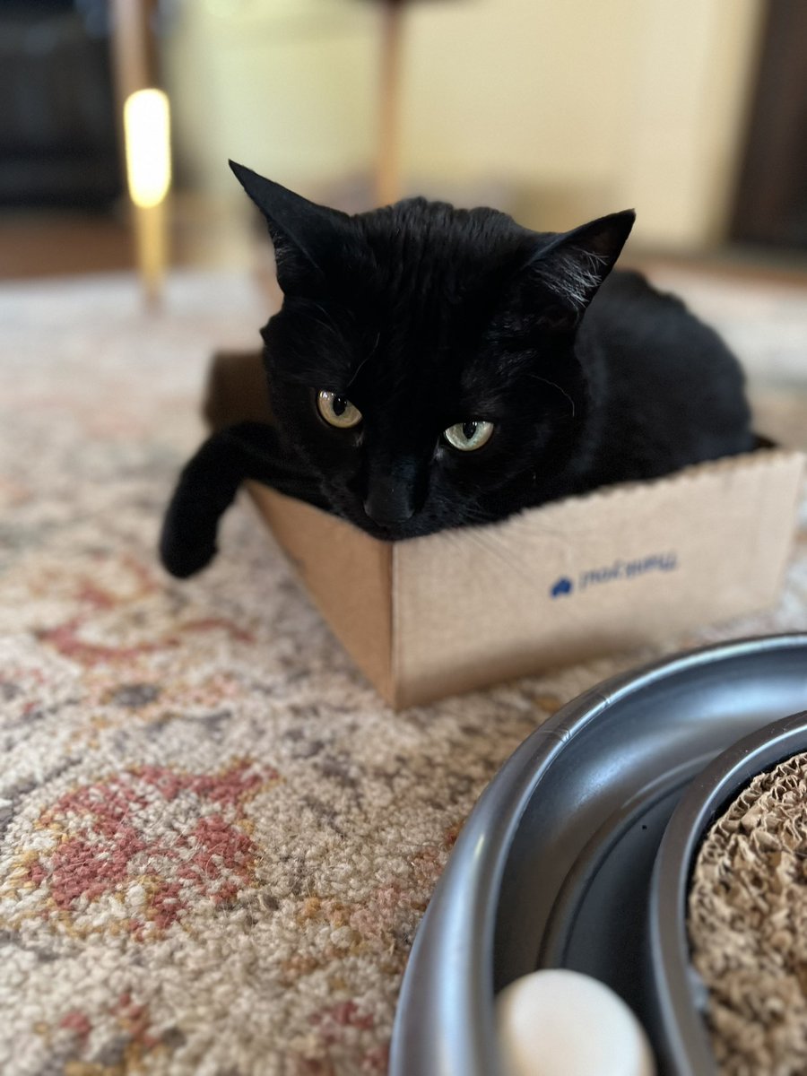 MarcoTheCat16's tweet photo. I live off of cardboard. #CatsOfTwitter #cute #voidcat https://t.co/HTxcgrPcQL