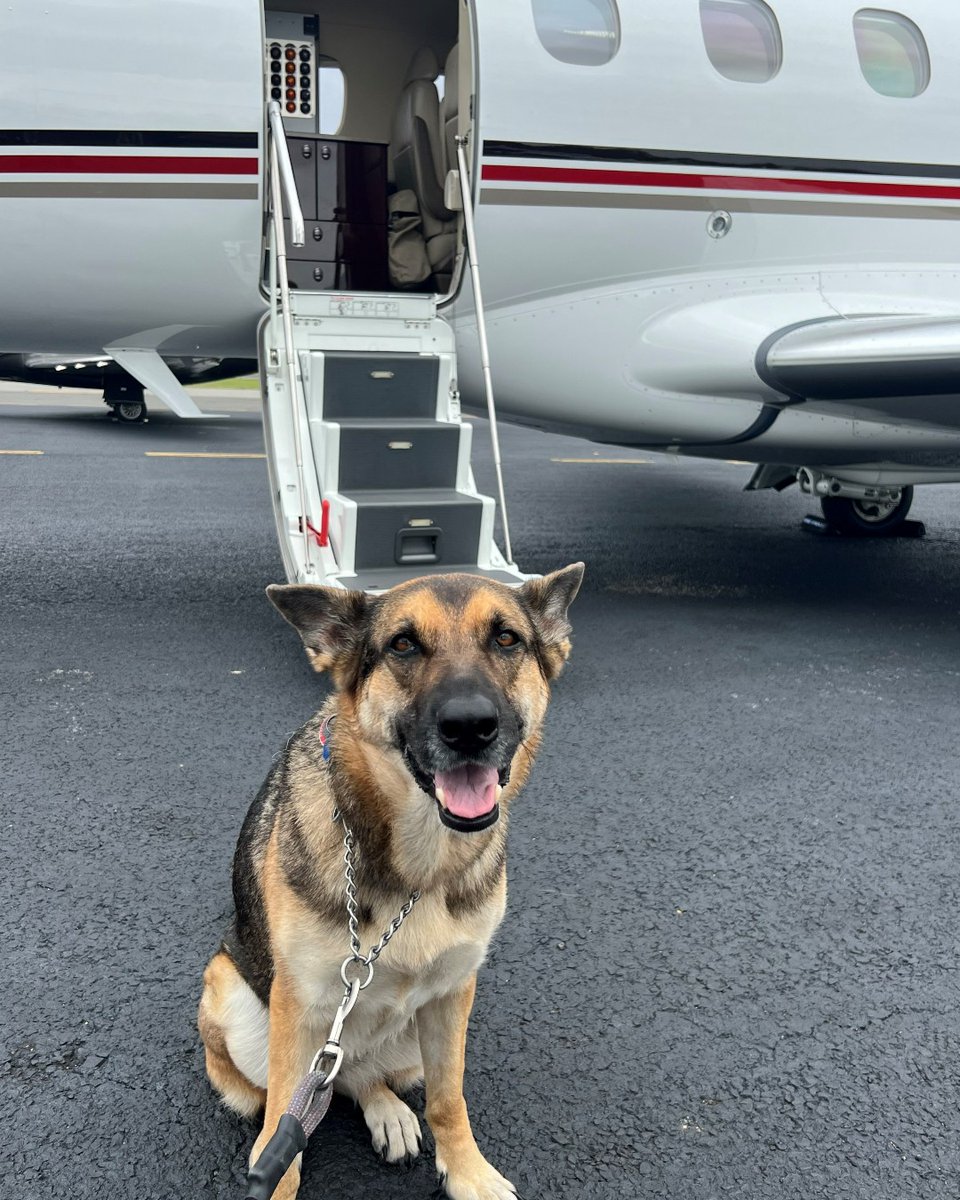 NetJets's tweet photo. Put your paws up and relax ... we'll take care of the rest. #NetPets
📸 Credit: Keeva Arnaud https://t.co/xwZmm92YFW
