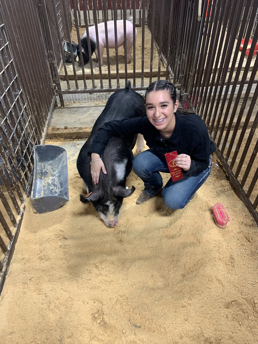 mavetv17's tweet photo. So beyond grateful for the opportunity I got with @AgMag_NISD this weekend to show my pigs. https://t.co/gK0Ofz9upg