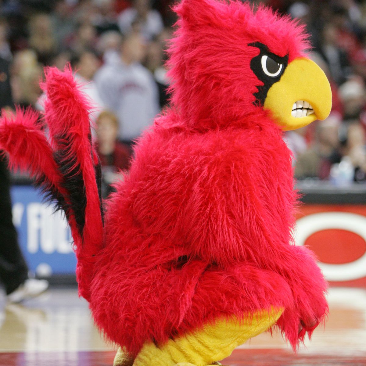 Covers on Twitter "Louisville basketball is now 09 SU and 09 ATS."