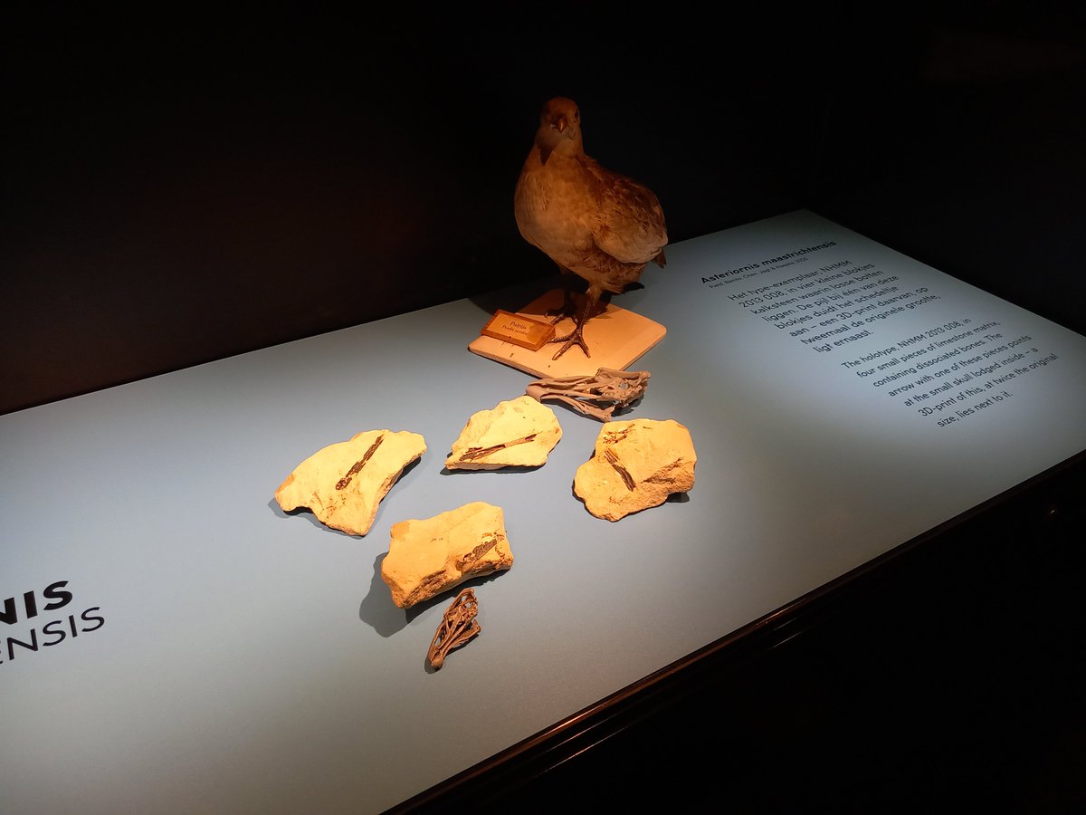 Prachtige fossielen met boeiende implicaties in het Natuurhistorisch Museum Maastricht in hun nieuwe expo Wonderchicken &amp; Co nhmmaastricht.nl/wonderchicken/