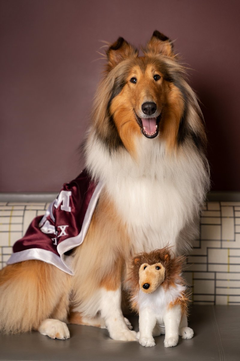 TAMU's tweet photo. Today's date: 12/10
Miss @Reveille: 12/10 https://t.co/aQxBSIA02r