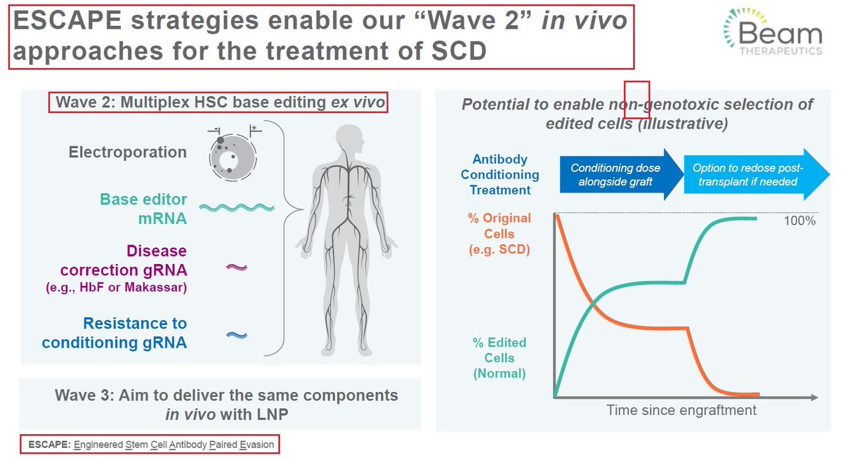 yaireinhorn's tweet photo. 7/@BeamTx has also decided to forgo $BEAM-102 IND & to optimize its programs for future SCD waves by enabling an improved, reduced-toxicity conditioning regimen for #patients undergoing HSC transplantation & its Wave 3 strategy - focusing on in vivo delivery of #baseeditors. https://t.co/iUyIkK3t19