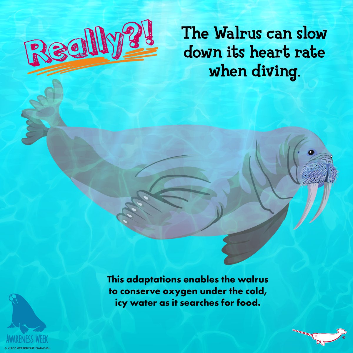 PepomintNarwhal's tweet photo. #WalrusAwarenessWeek #Really #Walrus can slow down its heart rate when diving.
HOLIDAY SALE - Everything on sale!
Shop Now: https://t.co/gqm4S4wlhV
Now through Dec.16, 2022.
#WalrusFacts https://t.co/9rexMpVdzV