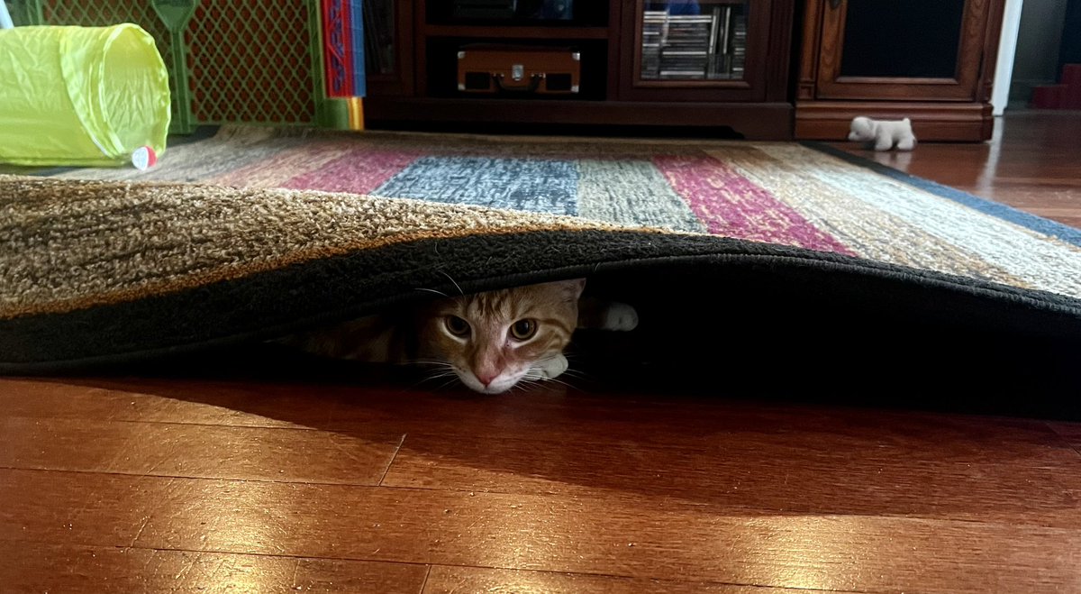 SavvyBabii's tweet photo. Kaliβs fave new hiding spot is under the rug π€£π»π€£ #sillykitten #rescue #Caturday https://t.co/cBBLDigtrb