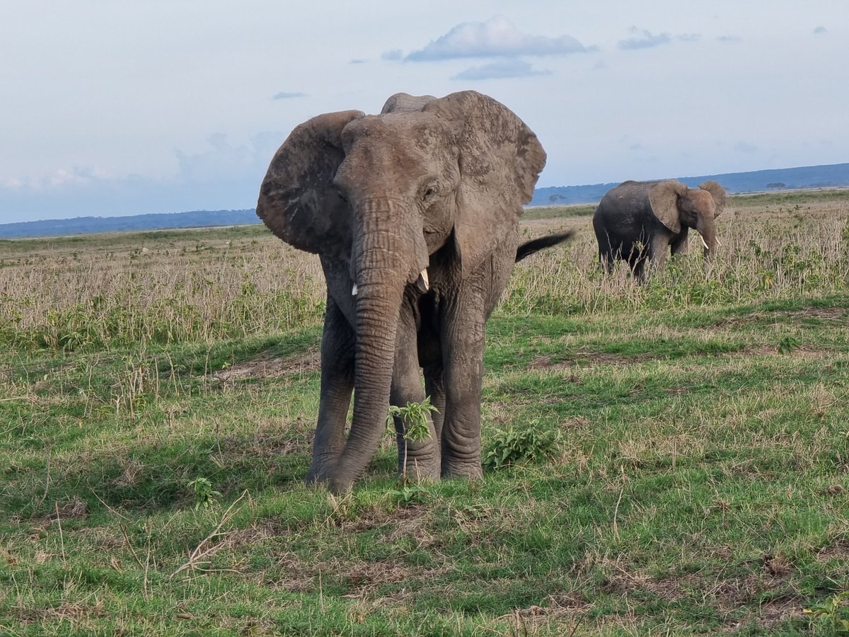 Elephants enjoying Amboseli National Park, Kenya.
Join us on safari in Kenya for this and many other amazing national parks. 
#safari #tour #kenyasafari #nature #travel #holiday
cisticolatours.com