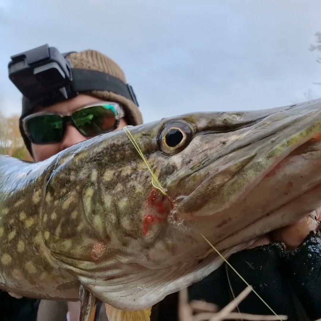 EUAngler's tweet photo. Another great session on my custom made lures, again same story 4 bites 3 landed πͺπ₯π£ as usual video coming soon on my YouTube chanel #EUANGLER #pikebaits #customlures #pikefishing #pikefishinguk #lurefishing #softlure https://t.co/E15PMAbPO5