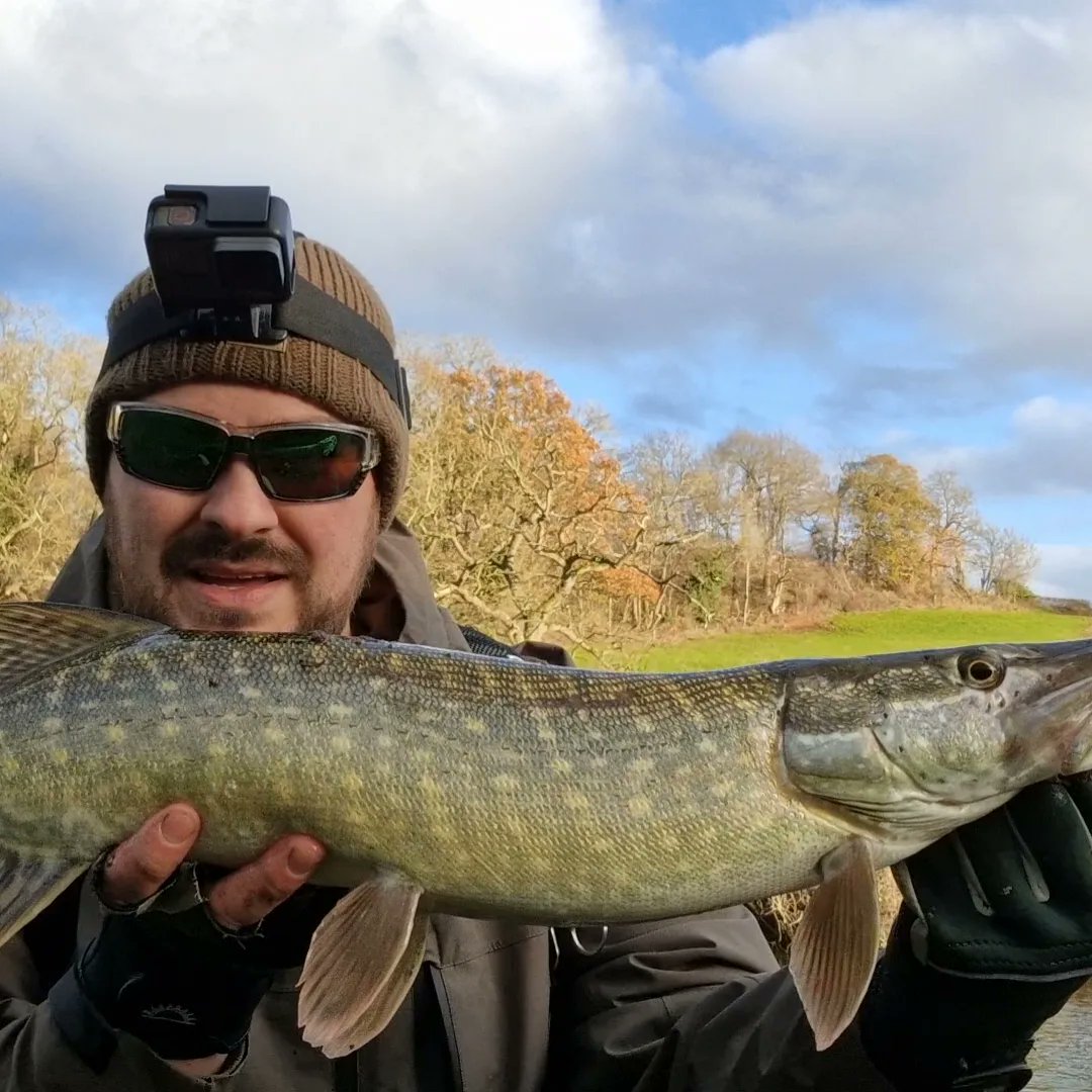 EUAngler's tweet photo. Another great session on my custom made lures, again same story 4 bites 3 landed πͺπ₯π£ as usual video coming soon on my YouTube chanel #EUANGLER #pikebaits #customlures #pikefishing #pikefishinguk #lurefishing #softlure https://t.co/E15PMAbPO5