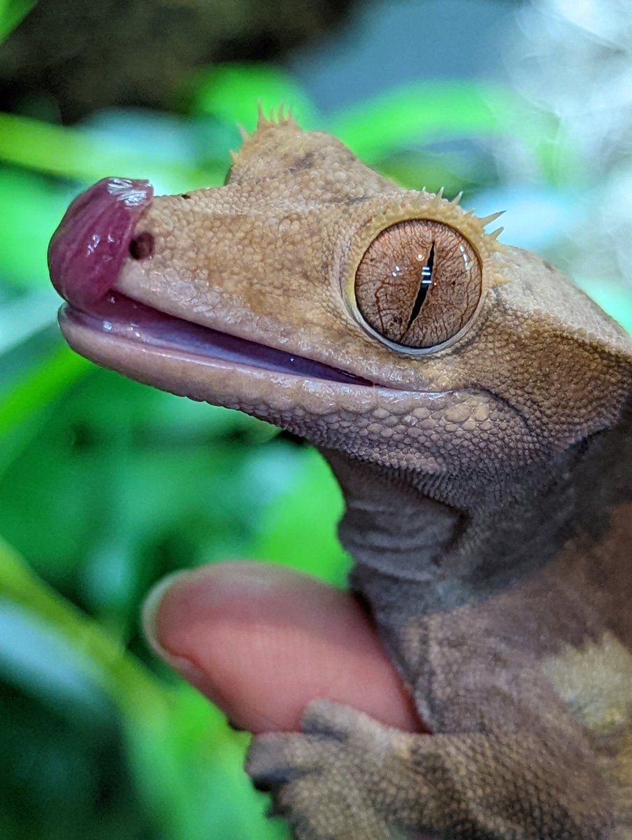 AnimalTeach's tweet photo. Buzz the Crested Gecko is loving his gecko treat jelly tonight! Hasn't stopped licking his lips ๐ฆ
Did you know Crested Geckos also lick their eyes to clean them as they don't have eyelids?
#sbswinner #crestedgecko #learnsomethingnewdaily https://t.co/4daDBh4JFo