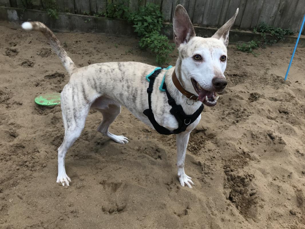 AdoptionsUk's tweet photo. Please retweet to help Paxo find a home #ENGLAND  #DEVON #UK 

Super friendly aged 2 -5, active Lurcher looking for an adult home as the only pet. He's been overlooked for a while, please share to help 🍀

DETAILS or APPLY👇
https://t.co/qrRx2IVljT…
#dogs #AdoptDontShop https://t.co/t9QhrDYNFS