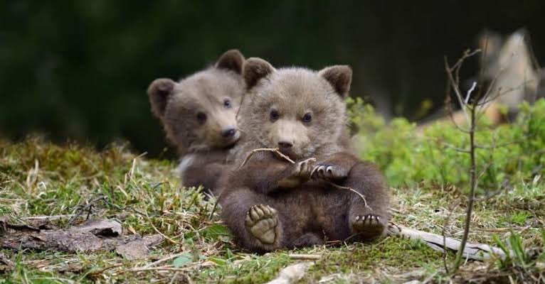 BigDaddyLiberty's tweet photo. Anybody else have the urge to keep a grizzly bear as a pet?
I just think they’re the cutest little cubs, and when they eat right, are gorgeous as grown bears!
*ofcourse I know this is just fantasy, they’re deadly wild animals.
#RandomSaturdayThought https://t.co/ZVpFIW5Utc