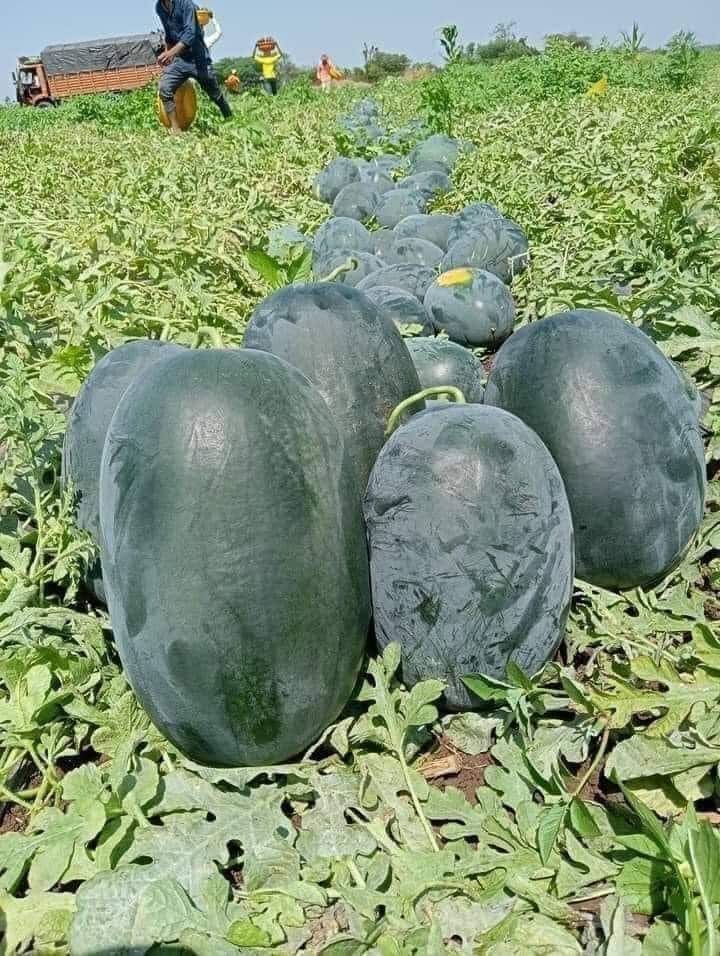 impact_afrika's tweet photo. Harvesting dark melon's Fields https://t.co/SFLpoGXRDV
