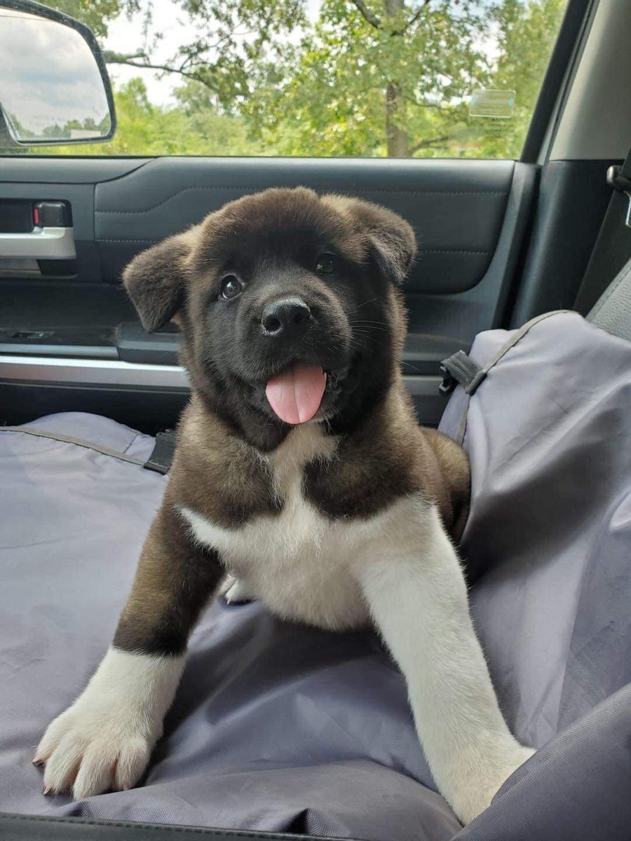 DogLovers03's tweet photo. I found in the street this puppy and I adopted him, don't scroll without say hello to him 👋🏻 https://t.co/W9f9eEIuj8