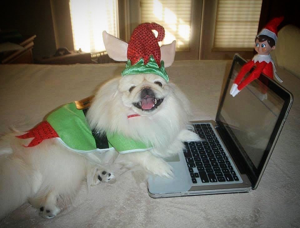 LilCaliGurl's tweet photo. On Dasher, on Dancer, on Mastercard, on Visa…. #theelfmademedoit #hhol (ho ho out loud)  
.
.
.
#caligurl #pekingese #doglife #dogslife #throughadogseyes #christmasspirit #shopping #holidayshopping #christmasshopping #elfontheshelf #elf #elfdog #dogelf https://t.co/Y8X8sfeJfx