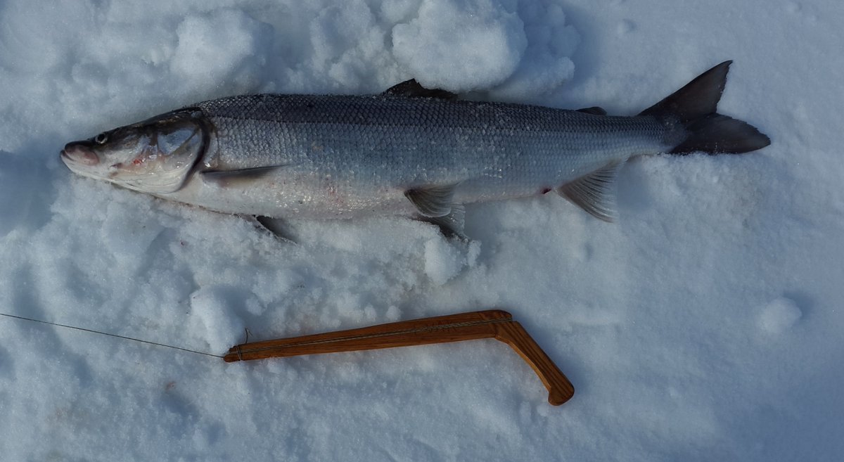 tundrabilly-on-twitter-from-the-fishing-hole-to-the-table-sii