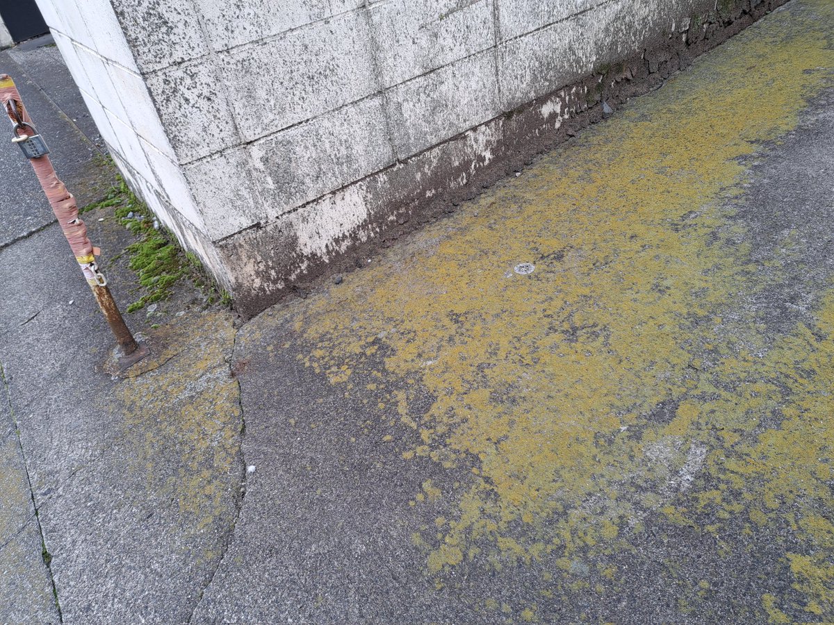 VirtualSoil's tweet image. コンクリートに覆われた都市の片隅で、土を再生する営みが盛大に進行している。主役は地位類とコケ植物。