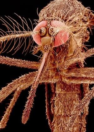 zoomx125's tweet photo. aedes aegypti/mosquito da dengue https://t.co/EQnZPlymls