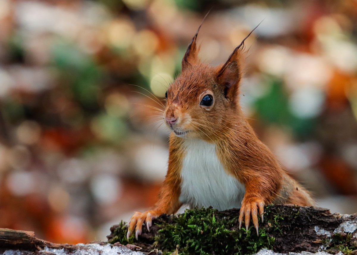 We had a tiny bit of snow on #Anglesey today and couldn't resist going out to photograph our #redsquirrels 
#nature #WinterWeather #wildlifephotography #wildlife
